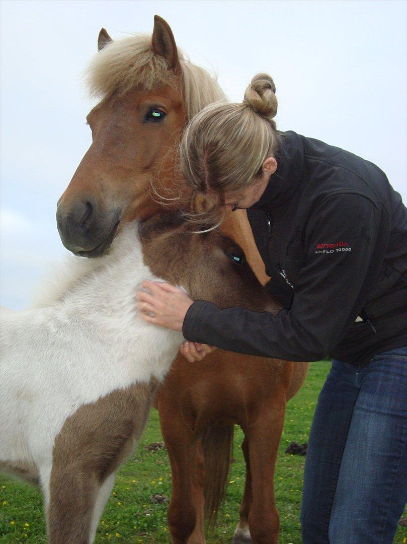 Islænder Katla van de Loekshamhoeve - Søs og pigerne billede 16