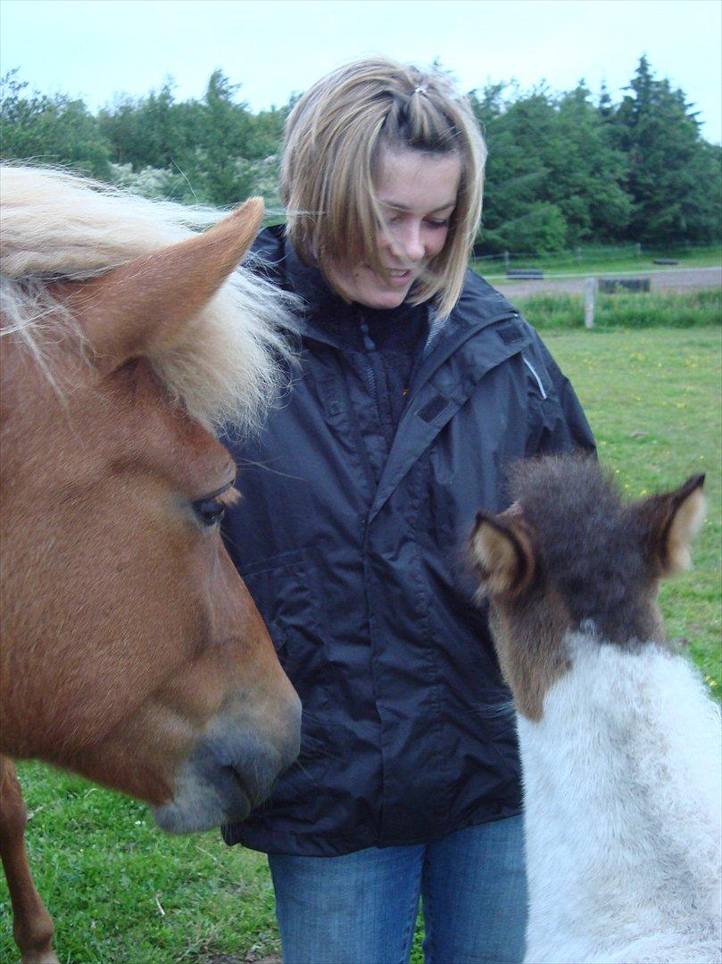 Islænder Katla van de Loekshamhoeve billede 17