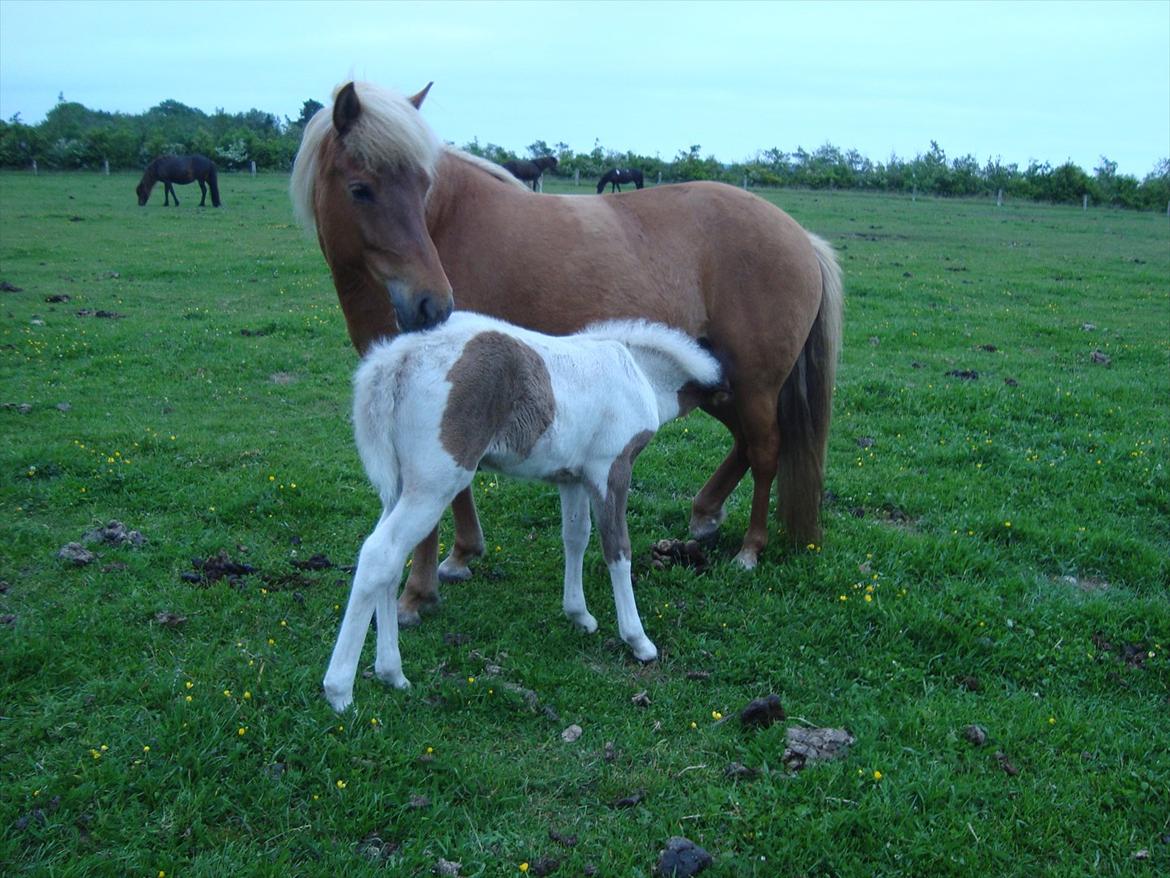 Islænder Katla van de Loekshamhoeve billede 15