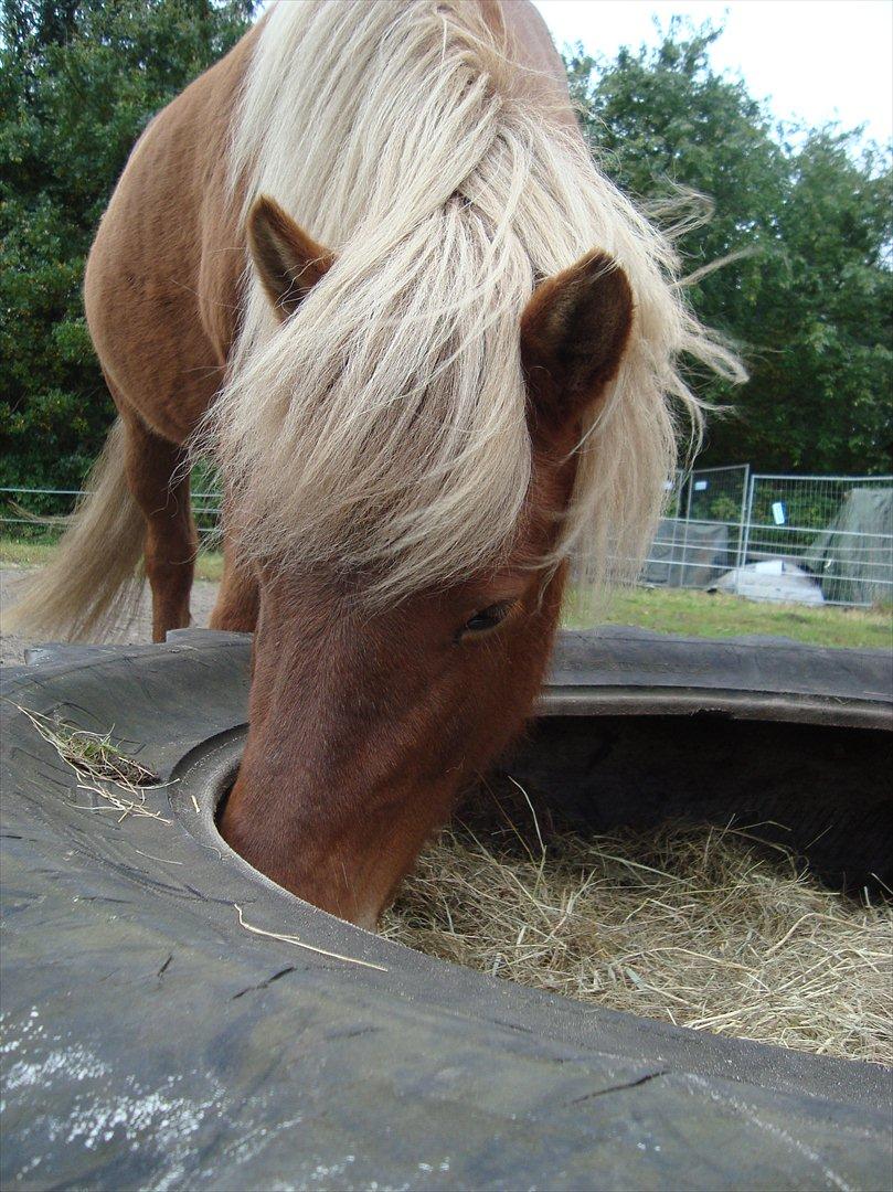 Islænder Katla van de Loekshamhoeve billede 19