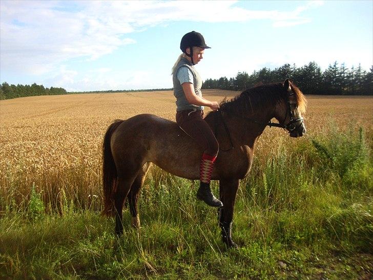 DSP Tovdal´s Anais Anais - Min super seje lille pony <3 billede 4