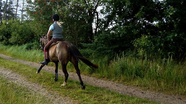 DSP Tovdal´s Anais Anais - Tak for kigget, kommenter gerne og bedøm :) billede 20