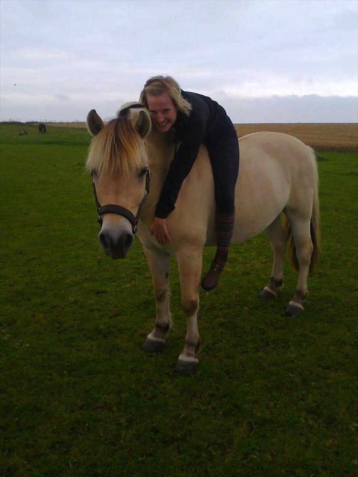 Fjordhest Højgaards Findus - 2011 billede 14