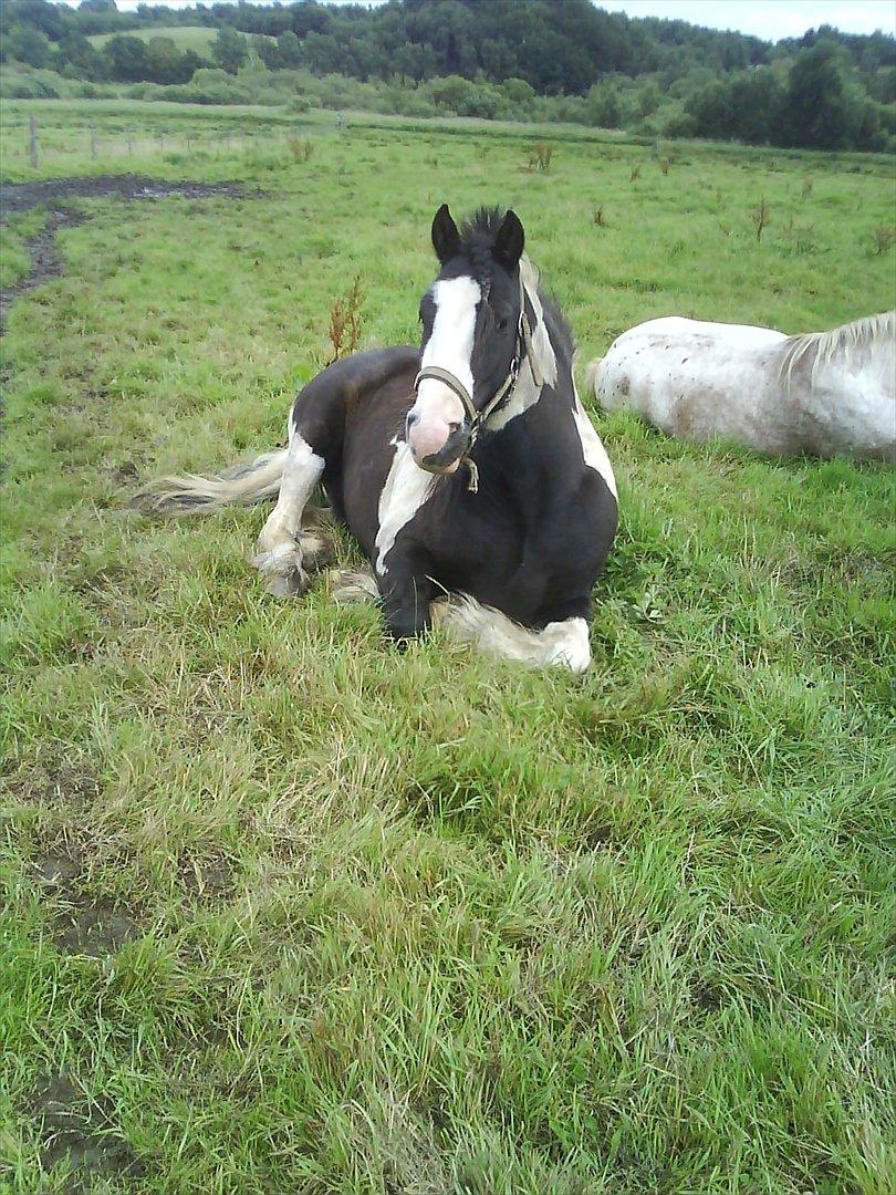 Tinker Sir Elliot - Elliot der ligger ned på folden.
Billede: Mig:-) billede 5