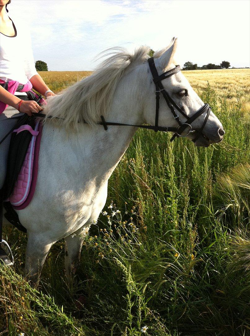 Anden særlig race Bandit "den elskede" :D <3 - Billed 17. Bandit & Line på Tur (;
 billede 17