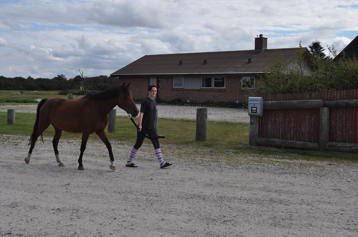 New Forest Angelina Bay {my'girl}  billede 3