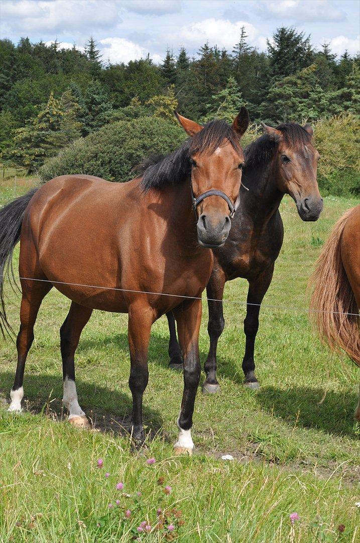 New Forest Angelina Bay {my'girl}  billede 4