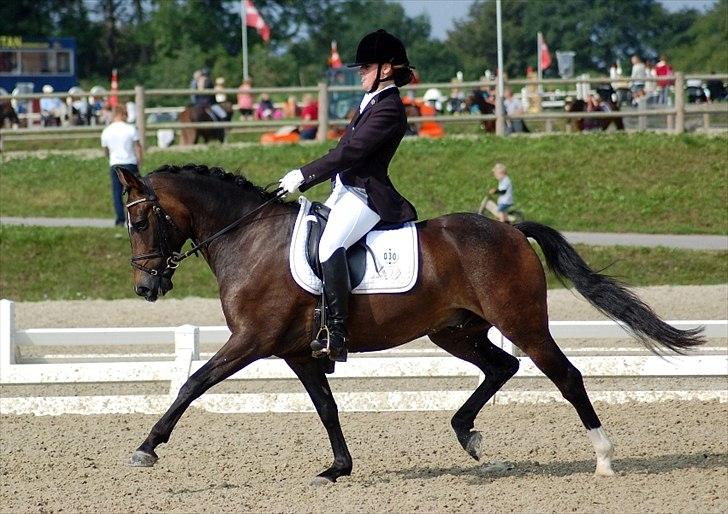 New Forest Elmholts Education A-pony (solgt) - DM individuelt 2011<3 billede 1