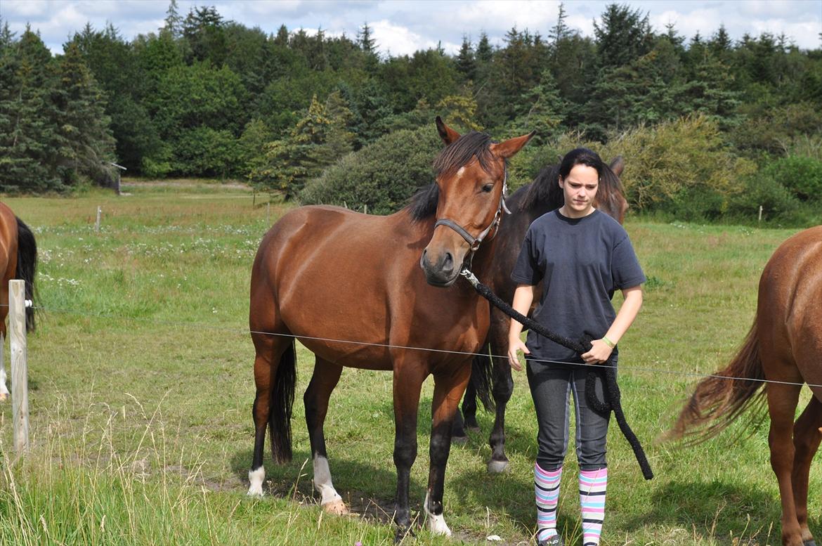 New Forest Angelina Bay {my'girl}  billede 5