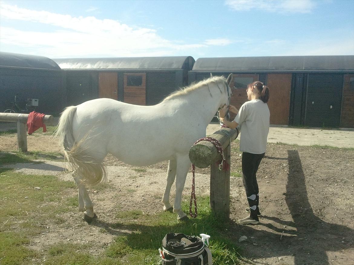 Lipizzaner kerka (kiki) billede 4