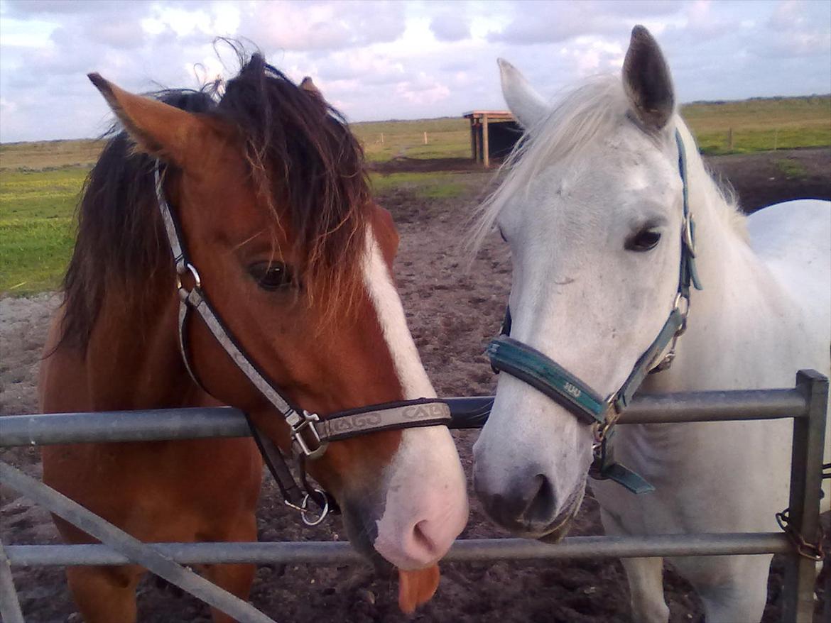 Lipizzaner kerka (kiki) - rex den tidl. hest og kiki den dejlige smuksak :0) billede 2