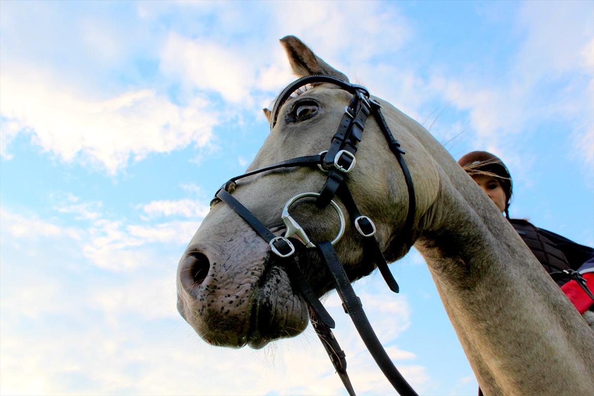 Anden særlig race Roosgårdens Campari billede 4