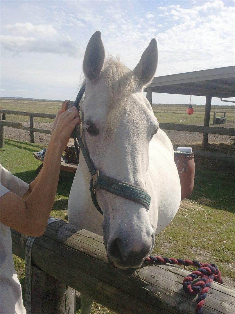 Lipizzaner kerka (kiki) billede 1