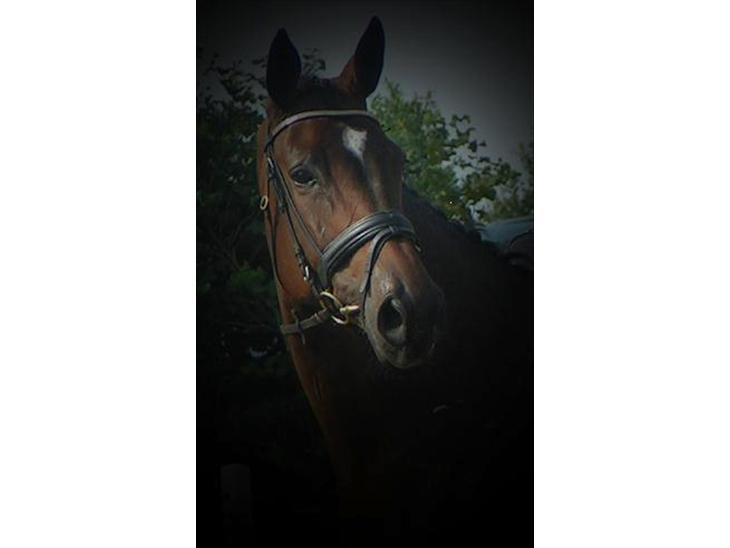 Trakehner Haxholm's Hella*Solgt* billede 1