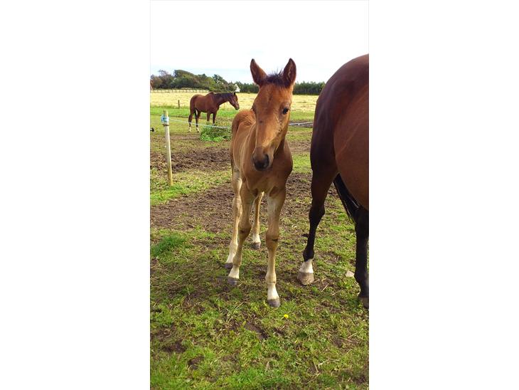 {{currentPhoto.altText}} billede {{currentPhoto.number}}