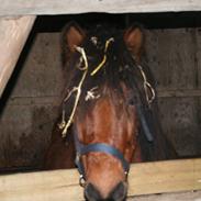 Islænder Erpir fra Gudenådalen