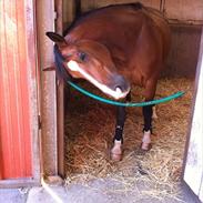 Hollandsk Varmblod Verdi