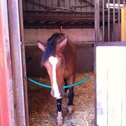 Hollandsk Varmblod Verdi