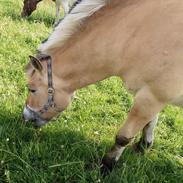 Fjordhest Prins