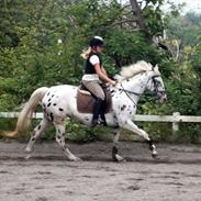 Knabstrupper Monica [tidligere springpart]