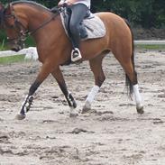 Anden særlig race Frk.Smilla *solgt*