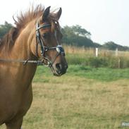 Anden særlig race Salsha R.I.P. 