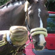 DSP Østenkærs Bandit