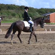 DSP Østenkærs Bandit