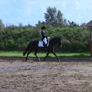 DSP Østenkærs Bandit