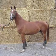 Frederiksborg St. stenbjerg´s Carlos 