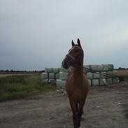 Frederiksborg St. stenbjerg´s Carlos 