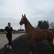 Frederiksborg St. stenbjerg´s Carlos 