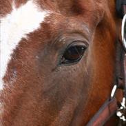 Traver Dawn - En dyreværnssag