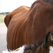 Traver Dawn - En dyreværnssag