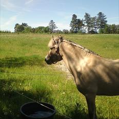 Fjordhest smirnoff Bamsen<3