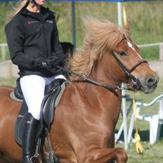 Islænder Blær fra Árbakka