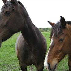 Anden særlig race Chanell 
