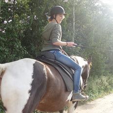 Hollandsk Varmblod Amigo *Legebarnet* *himmelhest*