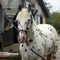 Knabstrupper Monica [tidligere springpart]