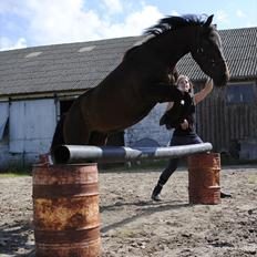 Anden særlig race Herkules [Trænede]