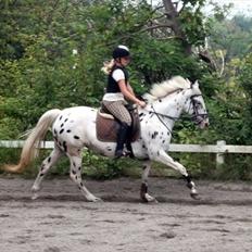 Knabstrupper Monica [tidligere springpart]