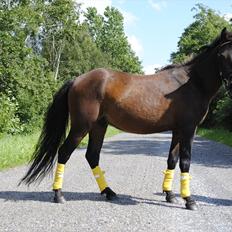 Anden særlig race Herkules [Trænede]