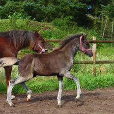 New Forest Calandias Eclipse