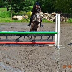 Knabstrupper Belmondo 