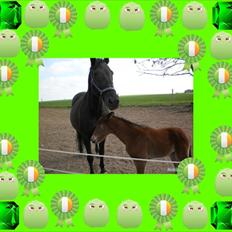 Dansk Varmblod Nautrups Moonlight