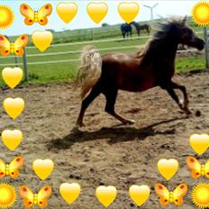 Anden særlig race Beauty Surprice  solgt