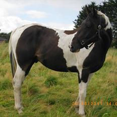 Anden særlig race Figaro