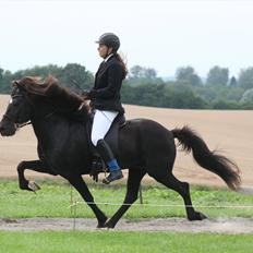 Islænder Háleggur fra S. Sognstrup