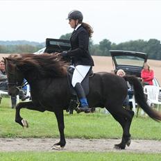 Islænder Háleggur fra S. Sognstrup