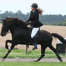 Islænder Háleggur fra S. Sognstrup